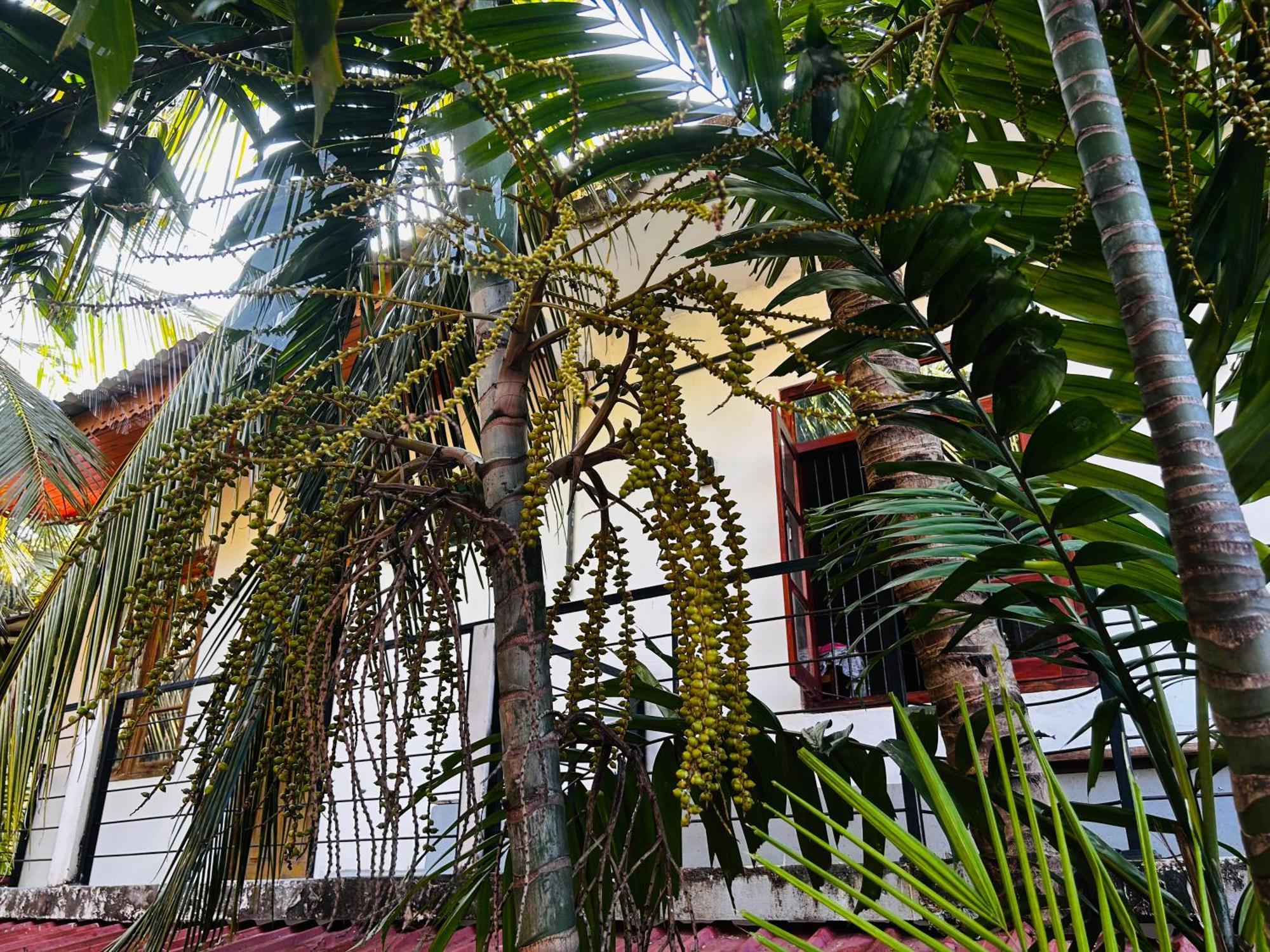 Pearl Bungalow Trincomalee Kültér fotó